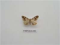 藏品(尺蛾135)的圖片